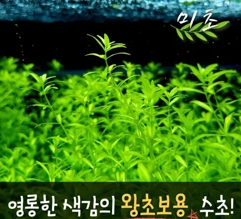 이런 기회 다신 없음! 후경수초 베스트9